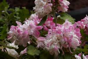 CHRYSANTHEMUM-24 (16)